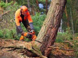 Best Commercial Tree Services  in Wekiwa Springs, FL